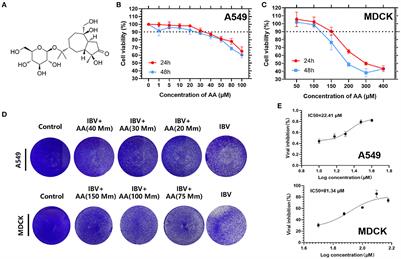 Antiviral effects of Atractyloside A on the influenza B virus (Victoria strain) infection